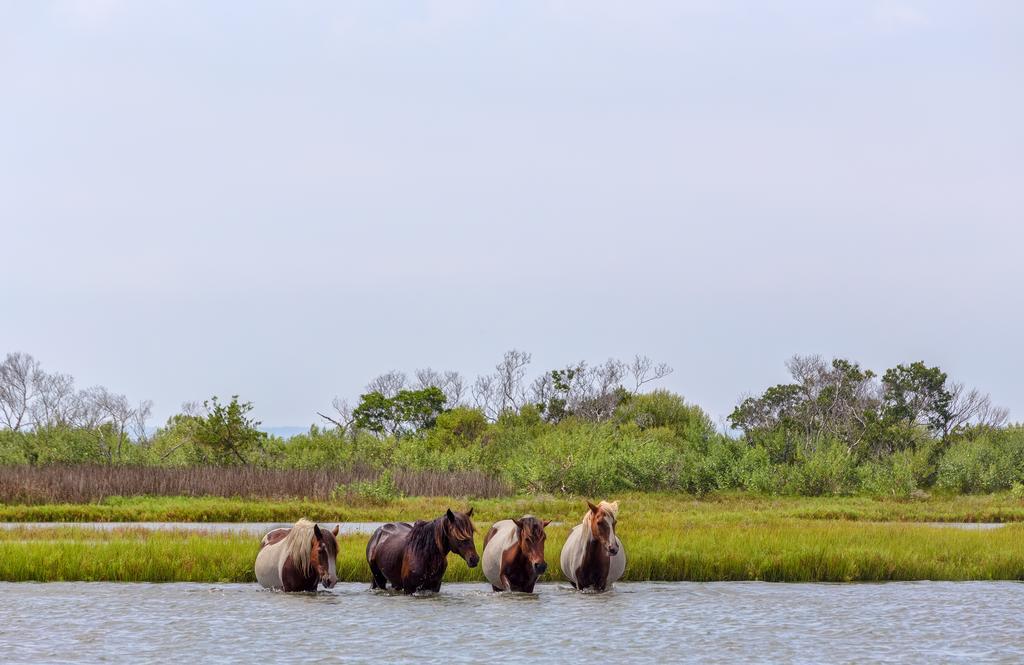 Chincoteague Inn ภายนอก รูปภาพ