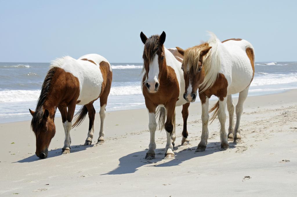 Chincoteague Inn ภายนอก รูปภาพ